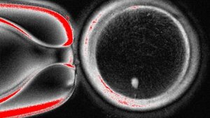 Ερευνητές δημιούργησαν ωάρια από ανθρώπινα δερματικά κύτταρα