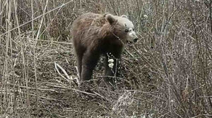 Ισπανός δέχθηκε επίθεση από αρκούδα σε τουριστικό χωριό στην Ιαπωνία