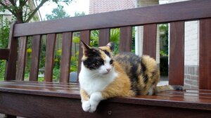 Τι μπορείτε να κάνετε για να κοιμάται ήσυχα η γάτα σας τη νύχτα