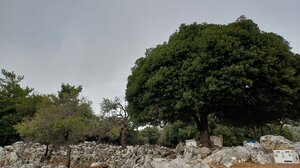 Δάσος Σύμης: Ακολουθήστε μία πανέμορφη διαδρομή!