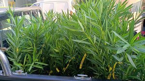 Μετά τον καθαρισμό στη διασταύρωση Μάρθας - Βιάννου, έρχεται η δενδροφύτευση