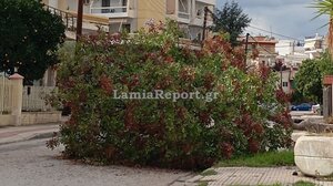 Οι ισχυροί άνεμοι έριξαν δέντρο στη Λαμία