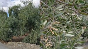 Ελιές με νερό κι ελιές χωρίς νερό: Η μέρα με τη νύχτα!