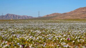 Άνθισε η πλέον ξερή έρημος στον κόσμο