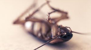 Έβαλε φωτιά σε διαμέρισμα προσπαθώντας να κάψει κατσαρίδα με αυτοσχέδιο φλογοβόλο – Μια νεκρή