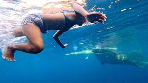 Κολυμβήτρια σε στενή επαφή με ... φαλαινοκαρχαρία