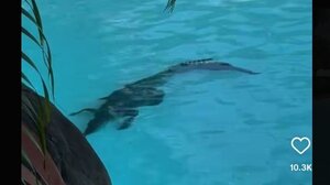 Κροκόδειλος έκανε... check-in στην πισίνα πολυτελούς ξενοδοχείου - Δείτε βίντεο