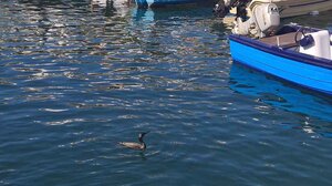 Λασίθι: Θεαματικές βουτιές ενός θαλασσοκόρακα στη Λίμνη του Αγίου Νικολάου (βίντεο)