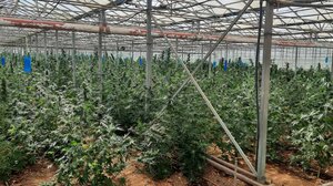 Κόκκινος Πύργος: «Δεν έχω σχέση με την χασισοφυτεία» επιμένει ο 51χρονος ιδιοκτήτης του θερμοκηπίου