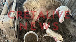 Ηράκλειο: Αναβρασμός μετά τον επανέλεγχο στον κτηνοτρόφο με τα νεογέννητα ζώα