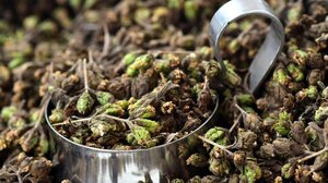 Το αντιφλεγμονώδες ελληνικό βότανο που καταπολεμά διαβήτη και κατάθλιψη