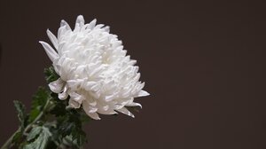 Σητεία: Αναστέλλει τις προγραμματισμένες εκδηλώσεις ο σύλλογος «Ο Μύσων» 