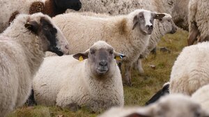 Κοινό μέτωπο κυβέρνησης - Περιφερειαρχών κατά της ευλογιάς