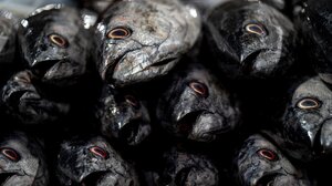 Σε πλειοδοτικό διαγωνισμό ψαριά 69 κιλών που κατασχέθηκε