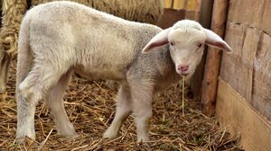 Συλλήψεις για παραβάσεις περί όπλων και ζωοκλοπής στο Λασίθι