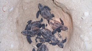 Ανακαλύπτοντας τη ζωή στην άμμο και τον ουρανό - Εκπαιδευτική δράση στην Παχιά Άμμο