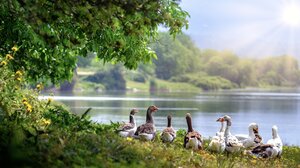 Κουίζ: Πόσα ξέρεις για τη φύση; 🌿 