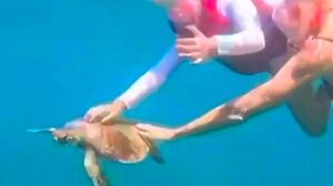 Τσουχτερό πρόστιμο σε τουρίστρια που άγγιξε ... χελώνα στην Βραζιλία!