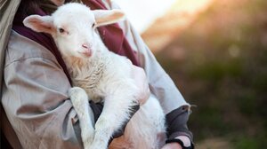 Βρήκαν τον υπαίτιο της ζωοκλοπής στη Βιάννο