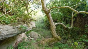 Κάντε μία βόλτα στο Κουναβιανό φαράγγι