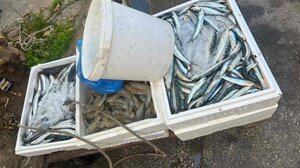 Κατασχέθηκαν πάνω από 150 κιλά ψάρια σε λαϊκές αγορές