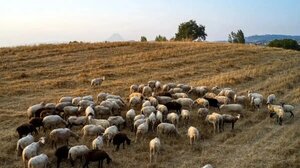 Τραγωδία στην Πιερία: Αυτοκτόνησε κτηνοτρόφος που έχασε το κοπάδι του λόγω ευλογιάς
