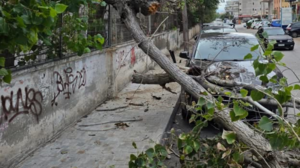 Χαλκίδα: Δέντρο καταπλάκωσε σταθμευμένο αυτοκίνητο