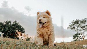 Chow Chow: 13 άγνωστες πληροφορίες για τους μοναδικούς και παρεξηγημένους σκύλους