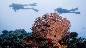 Καταδυτικό Πάρκο δημιουργεί ο Δήμος Μαλεβιζίου στην Αγία Πελαγία