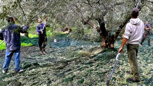 Άμεσα μέτρα στήριξης των ελαιοπαραγωγών ζήτησαν Φρ. Παρασύρης και Μ. Χνάρης