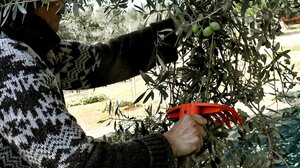 Άφησε την τελευταία του πνοή στο λιόφυτο, ενώ μάζευε ελιές