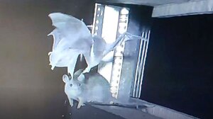 Γερμανοί ερευνητές προειδοποιούν για κίνδυνο νέας πανδημίας