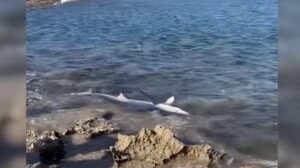 Χανιά: Καρχαριοειδές ξεβράστηκε στην παραλία του Σταυρού