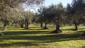  Αχαΐα: Σοκάρει η αυτοκτονία 75χρονου – Βρέθηκε κρεμασμένος από δέντρο, εντοπίστηκε σημείωμα