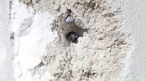 Μακελειό στα Βορίζια: Οι καρφωμένες σφαίρες στον τοίχο και οι τρύπες στα τζάμια «μαρτυρούν» την τραγωδία