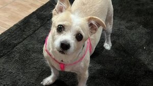 Φρίκη στην Ηλεία: Σκύλοι δεμένοι χωρίς τροφή και νερό