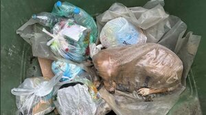Κτηνωδία στη Μεγαλόπολη: Έβαλαν σκυλίτσα μέσα σε τσουβάλι και την πέταξαν στα σκουπίδια