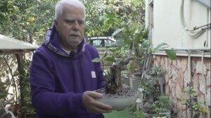 Ο κήπος με τα 130 μπονζάι στη Νέα Σμύρνη 