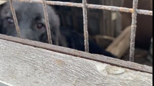 Ηράκλειο: Ζώα σε συνθήκες εξαθλίωσης, στα παλιά Σφαγεία Νέας Αλικαρνασσού