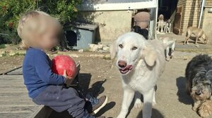 Ζάκυνθος: «Τον άφησα 30 δευτερόλεπτα από τα μάτια μου», λέει ο πατέρας του 2χρονου