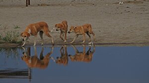 Οι πάπιες και τα αδέσποτα σκυλιά στις εκβολές του Αποσελέμη