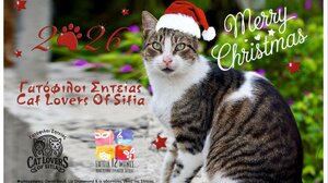 Στηρίζει την πρωτοβουλία "Cat Lovers of Sitia" ο Σύλλογος εκπαιδευτικών "Ο Μύσων"