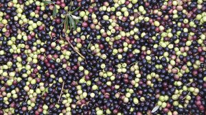 Διευκρινίσεις από την ΕΦΕΕΗ: Οι λογιστές δεν εκδίδουν δελτία αποστολής για τον ελαιόκαρπο