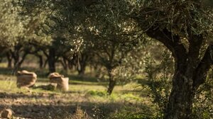 Μεν. Μποκέας: «Τα χωριά μας πρέπει να ζήσουν. Ο πρωτογενής τομέας πρέπει να επιβιώσει»