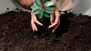 To Ρέθυμνο γιορτάζει τον εθελοντισμό με δενδροφύτευση