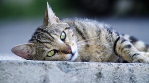 Τι νιώθει μια γάτα όταν κάνει ζημιά