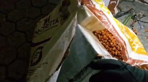 Ιταλία: Κατασχέθηκαν 435 κιλά κοκαΐνης αξίας περίπου 70 εκατ. ευρώ