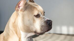 Πίτμπουλ κατασπάραξαν 50χρονο και το 3 μηνών εγγονάκι του