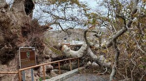 Σύλλογος Απανταχού Κρασανών: "Αφανίζουν τον πλάτανο με καινοτόμες μεθόδους"