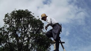 Πήγε να κλαδέψει το δέντρο και βρέθηκε στο κενό